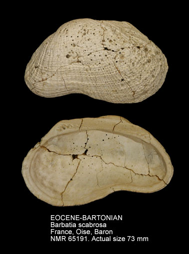 EOCENE-BARTONIAN Barbatia scabrosa.jpg - EOCENE-BARTONIANBarbatia scabrosa(Nyst,1848)